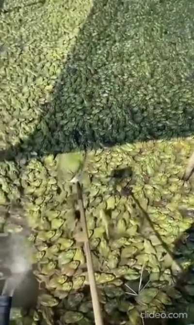 Alot of frogs