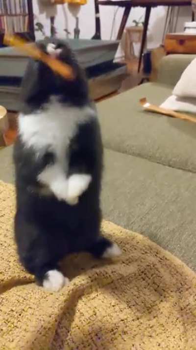 I know he looks angry, but he's not. This is one of his favourite games: paintbrush attack.