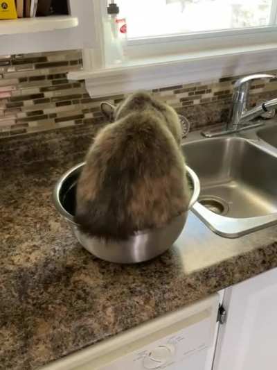 Waiter, I found a furball in my salad!