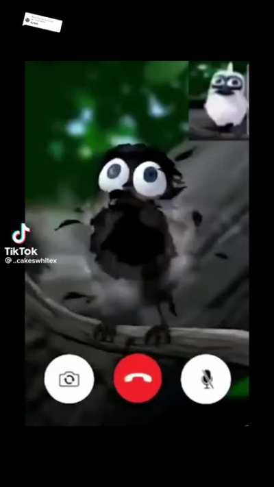 birb
