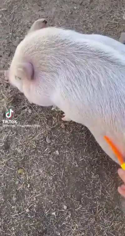 PiG sKiNnEd aLivE!!
