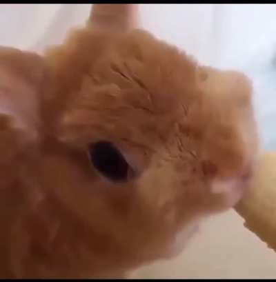 Nom nom nom