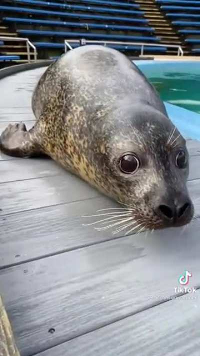 Water puppy