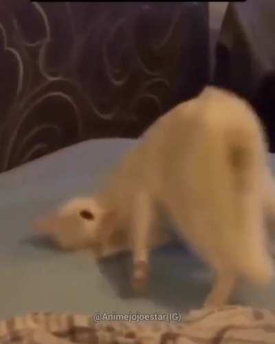 What da cat doin?