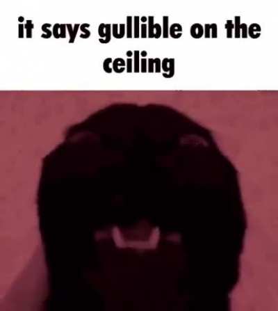 Lol ( I think this is hilarious)