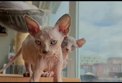 Our beautiful girls - sphynx and elf baldies ❤️ could we get some love?
