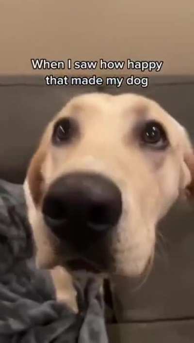 Amazing Dog's Reaction,
