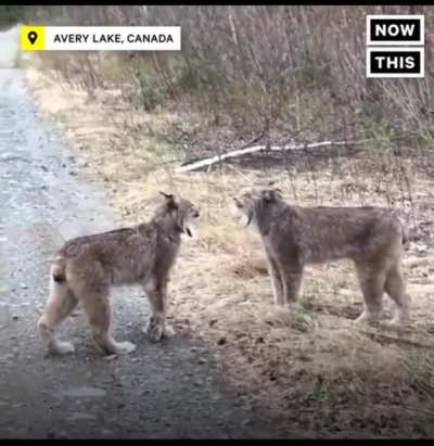 Here kitty, kitty