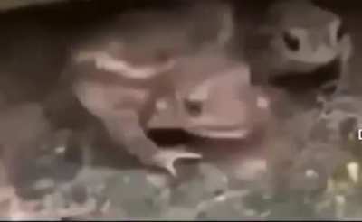 Frog (Goofy Ahh)