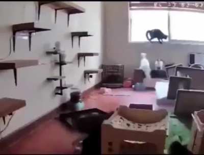 cat