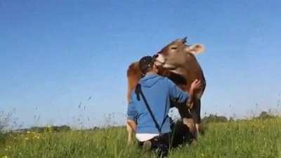 Cows are sweet as long as you treat them nicely