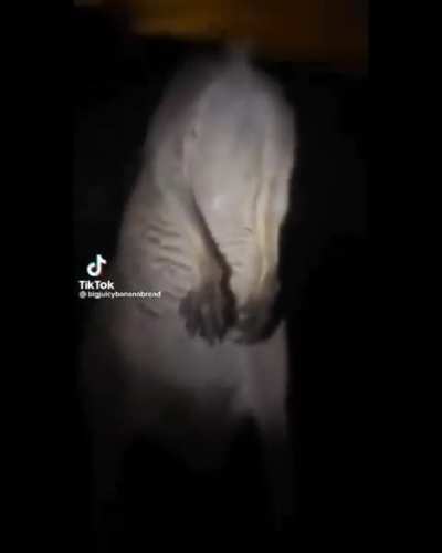 That's not a dog...