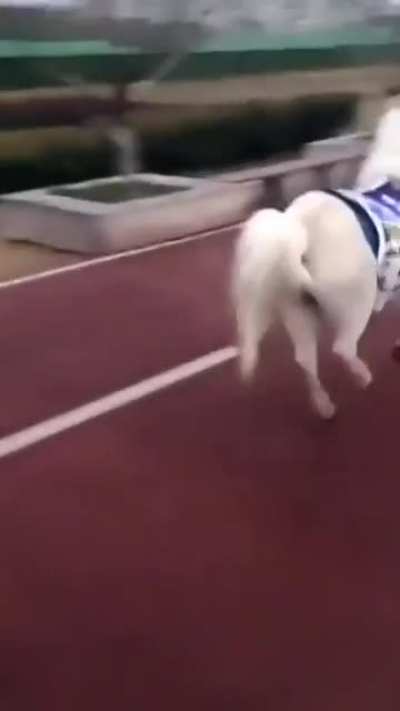Pony says fuck you!