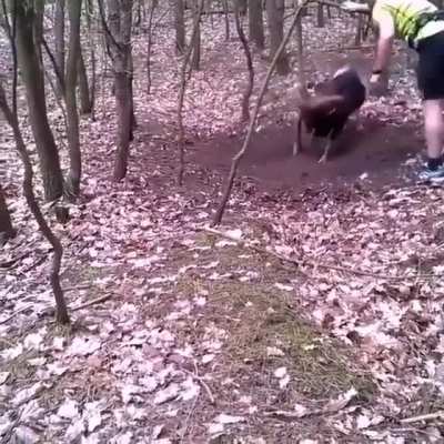 Ему повезло, не получил ни одного удара от козла
