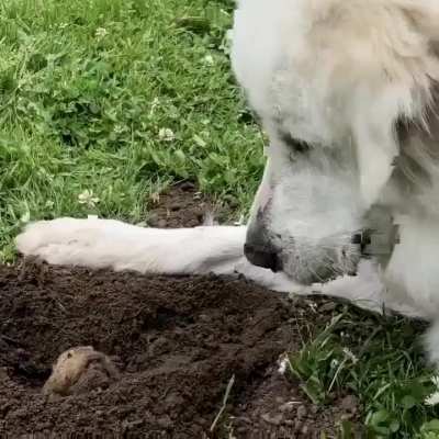 Doggo met gopher in Golden Gate Park, San Francisco