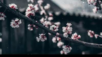 Cherry Blossom