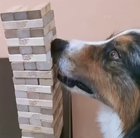 Pulling out the first Jenga piece.
