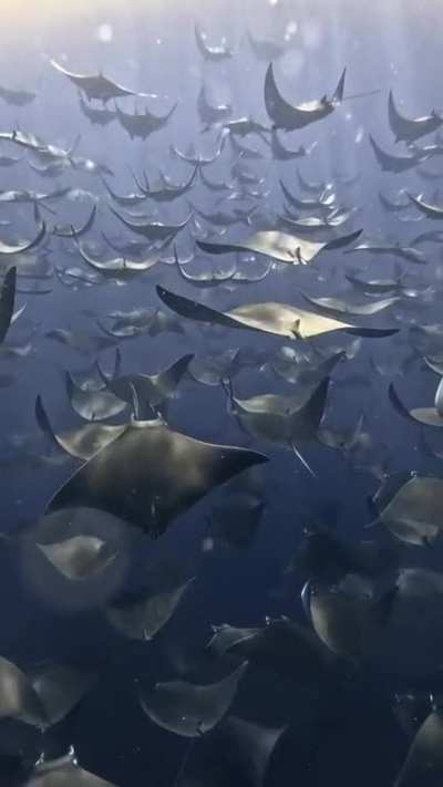 POV: You’re swimming with the Mobula Rays