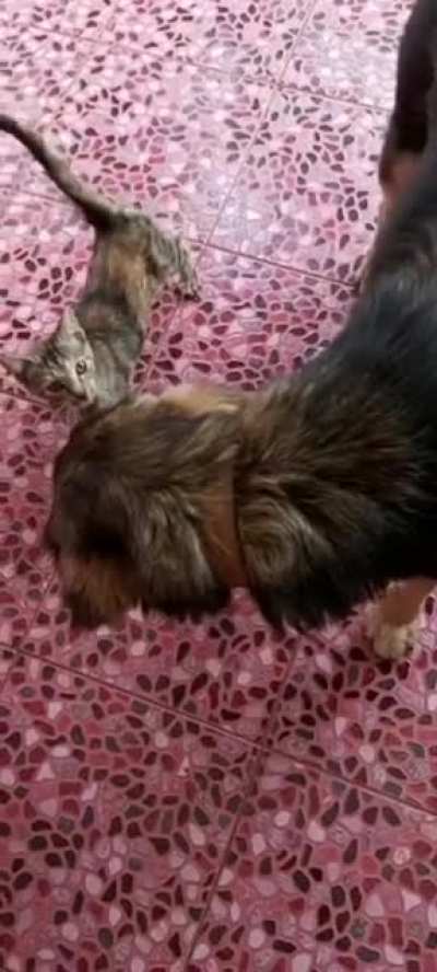 to jump on doggo..