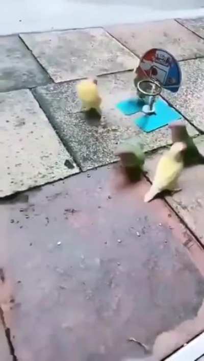 Green vs yellow <br>🦜 😂👏