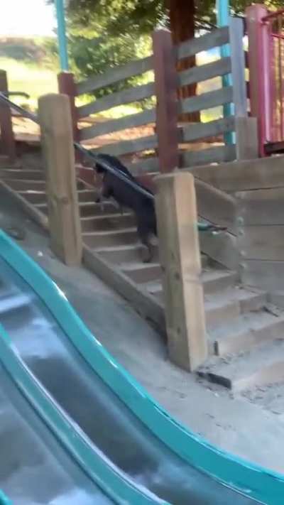 Dog goes down slide