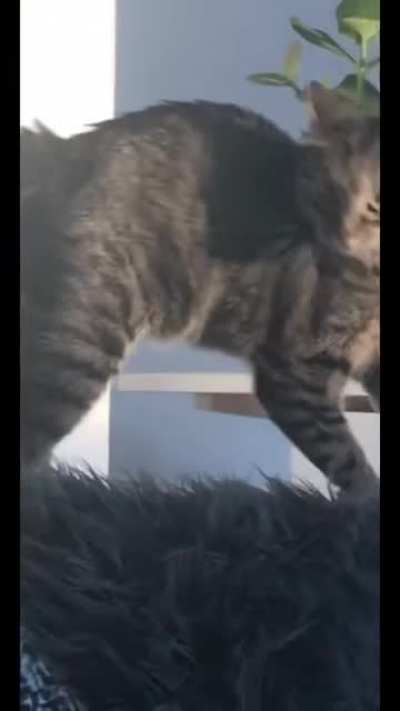 Where is my catnip?