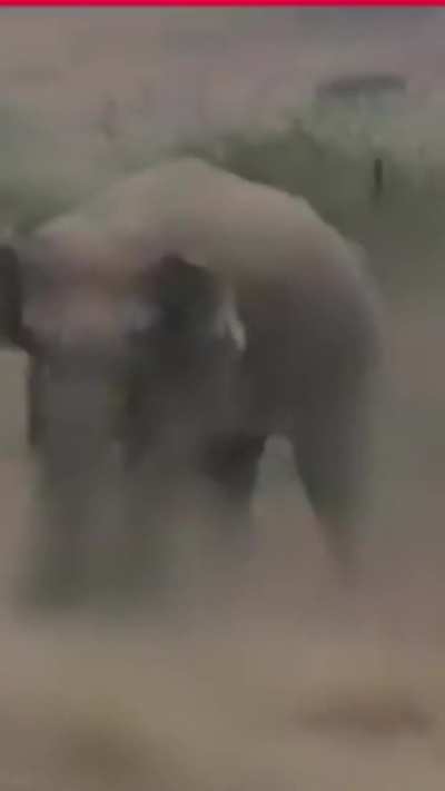 Why do people go near wild animals just to take a selfie? Why do so many youngsters in India behave like this? This question is not only about carelessness, but about the mindset of our times.