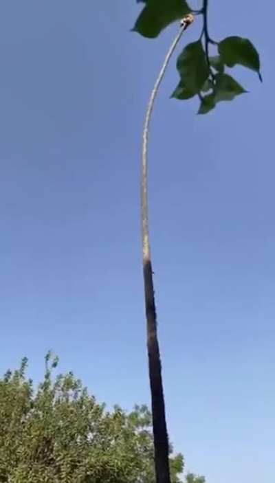 Cutting down an enormous palm tree