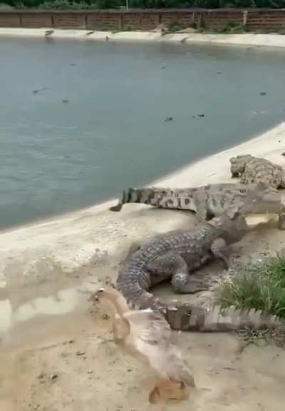 Duck regrets stepping on a crocodile