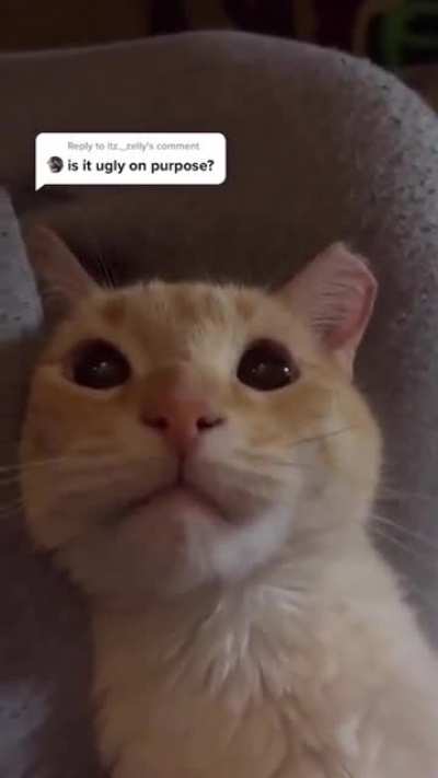 He did not like the question.