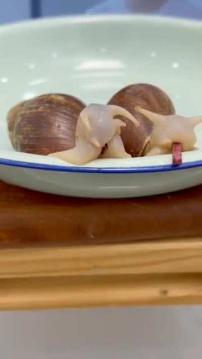 Snails eating betroot