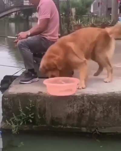 Dog recognizes fish is suffering, it needs to be in water to swim happily and does what it should to keep it away from suffering. Also drags his hooman away to stop him from hurting the fish again.