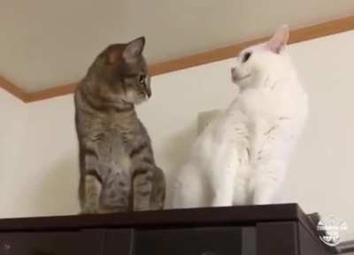 MEOW_IRL