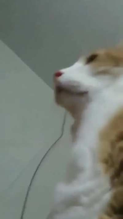 duck cat
