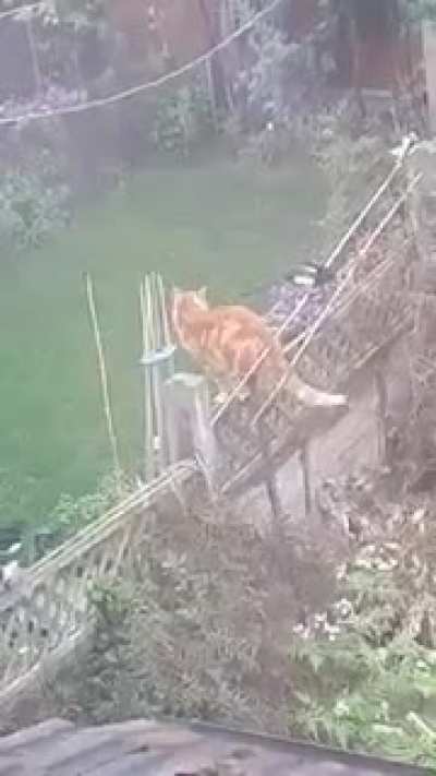Эй, рыжий