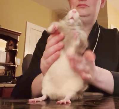 SPICY LATIN DANCE RAT IS BACK AGAIN‼️ 💃 🔥 🐀 🌶️ And he’s bringing the energy this time! RATA DE LA BACHATA CON MAS ENERGÍA ‼️ VOLUME UP 🔊