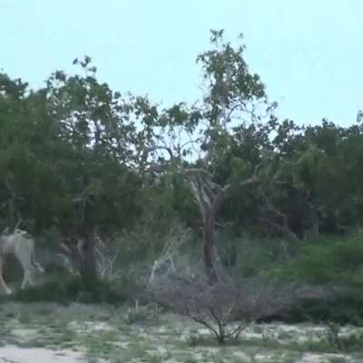 🔥 Rare White Giraffes Caught On Camera For The First Time 🔥