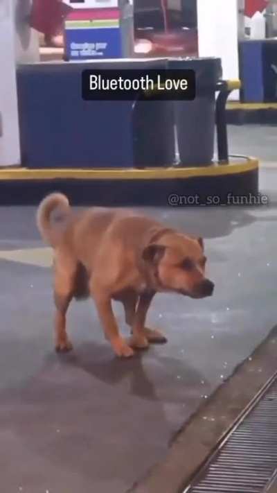 kutto ke liye bhi 