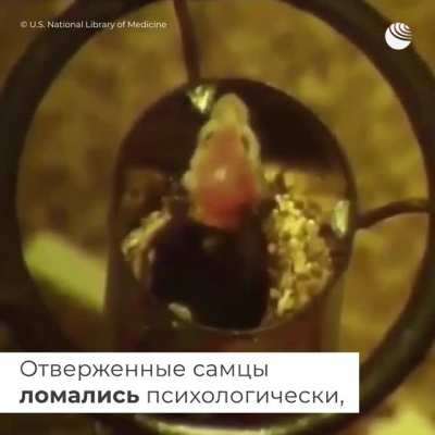 Американский профессор Джон Би Кэлхун в 1968 году поставил свой знаменитый и страшный эксперимент 