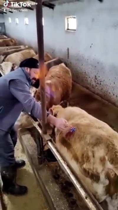 Bloat occurs in the cattle intestines which contains gas, this is the process of relieving the cow from swelling..