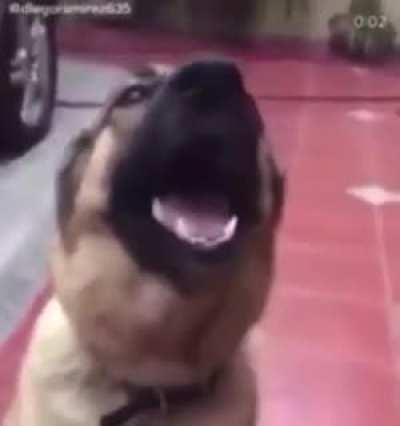 Doggo