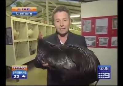 Big Black Cock chaos