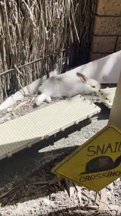 Does not give a shit about anything when he finds a nap spot in the sun