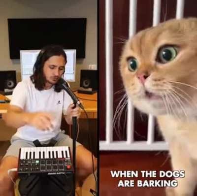 Some argue this cat is better than Homer