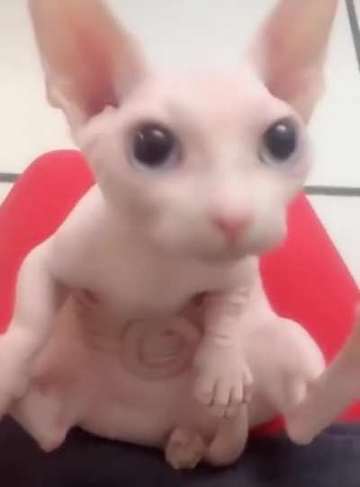 Apenas bingus