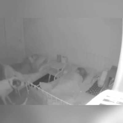 Just a Good Boi making sure the smaller ones in his pack are sleeping safely.