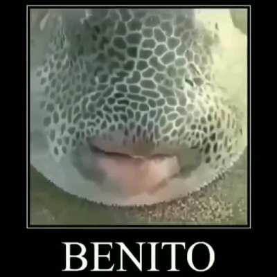 Benito 😎👌🏻