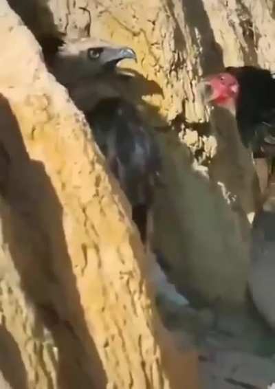 You wot mate!?