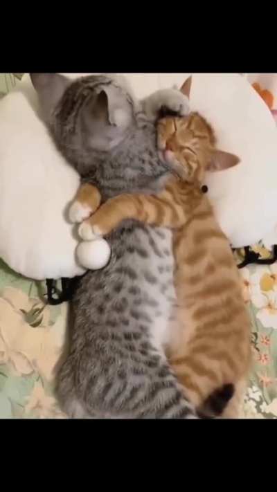 Purr machines 🥺