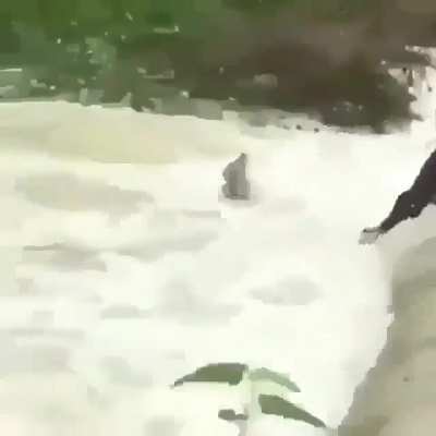 Save the dog!